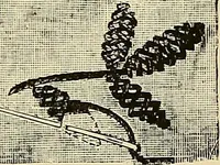 An illustration from The dictionary of needlework : an encyclopaedia of artistic, plain, and fancy needlework. Dealing fully with the details of all the stitches employed, the method of working, the materials used, the meaning of technical terms, and, where necessary, tracing the origin and history of the various works described. Illustrated with upwards of 800 wood engravings, and coloured plates. Plain sewing, textiles, dressmaking, appliances, and terms (1885)