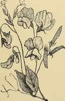 An illustration from The dictionary of needlework : an encyclopaedia of artistic, plain, and fancy needlework. Dealing fully with the details of all the stitches employed, the method of working, the materials used, the meaning of technical terms, and, where necessary, tracing the origin and history of the various works described. Illustrated with upwards of 800 wood engravings, and coloured plates. Plain sewing, textiles, dressmaking, appliances, and terms (1885)
