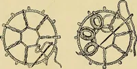 An illustration from The dictionary of needlework : an encyclopaedia of artistic, plain, and fancy needlework. Dealing fully with the details of all the stitches employed, the method of working, the materials used, the meaning of technical terms, and, where necessary, tracing the origin and history of the various works described. Illustrated with upwards of 800 wood engravings, and coloured plates. Plain sewing, textiles, dressmaking, appliances, and terms (1885)