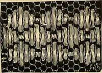 An illustration from The dictionary of needlework : an encyclopaedia of artistic, plain, and fancy needlework. Dealing fully with the details of all the stitches employed, the method of working, the materials used, the meaning of technical terms, and, where necessary, tracing the origin and history of the various works described. Illustrated with upwards of 800 wood engravings, and coloured plates. Plain sewing, textiles, dressmaking, appliances, and terms (1885)