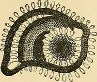 An illustration from The dictionary of needlework : an encyclopaedia of artistic, plain, and fancy needlework. Dealing fully with the details of all the stitches employed, the method of working, the materials used, the meaning of technical terms, and, where necessary, tracing the origin and history of the various works described. Illustrated with upwards of 800 wood engravings, and coloured plates. Plain sewing, textiles, dressmaking, appliances, and terms (1885)