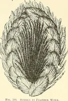 An illustration from The dictionary of needlework : an encyclopaedia of artistic, plain, and fancy needlework. Dealing fully with the details of all the stitches employed, the method of working, the materials used, the meaning of technical terms, and, where necessary, tracing the origin and history of the various works described. Illustrated with upwards of 800 wood engravings, and coloured plates. Plain sewing, textiles, dressmaking, appliances, and terms (1885)