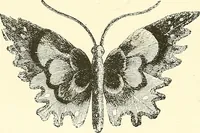 An illustration from The dictionary of needlework : an encyclopaedia of artistic, plain, and fancy needlework. Dealing fully with the details of all the stitches employed, the method of working, the materials used, the meaning of technical terms, and, where necessary, tracing the origin and history of the various works described. Illustrated with upwards of 800 wood engravings, and coloured plates. Plain sewing, textiles, dressmaking, appliances, and terms (1885)