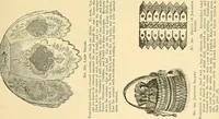 An illustration from The dictionary of needlework : an encyclopaedia of artistic, plain, and fancy needlework. Dealing fully with the details of all the stitches employed, the method of working, the materials used, the meaning of technical terms, and, where necessary, tracing the origin and history of the various works described. Illustrated with upwards of 800 wood engravings, and coloured plates. Plain sewing, textiles, dressmaking, appliances, and terms (1885)