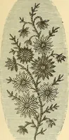 An illustration from The dictionary of needlework : an encyclopaedia of artistic, plain, and fancy needlework. Dealing fully with the details of all the stitches employed, the method of working, the materials used, the meaning of technical terms, and, where necessary, tracing the origin and history of the various works described. Illustrated with upwards of 800 wood engravings, and coloured plates. Plain sewing, textiles, dressmaking, appliances, and terms (1885)