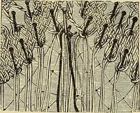 An illustration from The dictionary of needlework : an encyclopaedia of artistic, plain, and fancy needlework. Dealing fully with the details of all the stitches employed, the method of working, the materials used, the meaning of technical terms, and, where necessary, tracing the origin and history of the various works described. Illustrated with upwards of 800 wood engravings, and coloured plates. Plain sewing, textiles, dressmaking, appliances, and terms (1885)