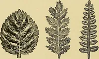 An illustration from The dictionary of needlework : an encyclopaedia of artistic, plain, and fancy needlework. Dealing fully with the details of all the stitches employed, the method of working, the materials used, the meaning of technical terms, and, where necessary, tracing the origin and history of the various works described. Illustrated with upwards of 800 wood engravings, and coloured plates. Plain sewing, textiles, dressmaking, appliances, and terms (1885)