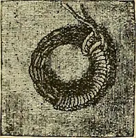 An illustration from The dictionary of needlework : an encyclopaedia of artistic, plain, and fancy needlework. Dealing fully with the details of all the stitches employed, the method of working, the materials used, the meaning of technical terms, and, where necessary, tracing the origin and history of the various works described. Illustrated with upwards of 800 wood engravings, and coloured plates. Plain sewing, textiles, dressmaking, appliances, and terms (1885)