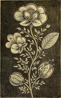 An illustration from The dictionary of needlework : an encyclopaedia of artistic, plain, and fancy needlework. Dealing fully with the details of all the stitches employed, the method of working, the materials used, the meaning of technical terms, and, where necessary, tracing the origin and history of the various works described. Illustrated with upwards of 800 wood engravings, and coloured plates. Plain sewing, textiles, dressmaking, appliances, and terms (1885)
