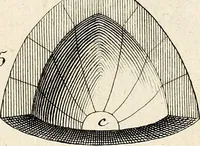 An illustration from Dictionnaire d'architecture, civile, militaire et navale, antique, ancienne et moderne : et de tous les arts et métiers qui en dépendent; Dont tous les Termes sont exprimés, en François, Latin, Italien, Espagnol, Anglois et Allemand. Enrichi de cent une Planches de Figures en Taille-douce, ... auquel on a joint Une Notice des Architectes, Ingénieurs, Peintres, Sculpteurs, Graveurs, & autres Artistes les plus celebres, dont on rapporte les principaux Ouvrages. (1770)