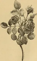An illustration from Dictionnaire des arts décoratifs à l'usage des artisans, des artistes, des amateurs et des écoles (1880)