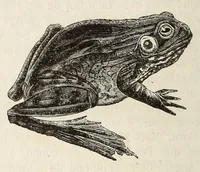 An illustration from Dictionnaire infernal; répertoire universel des êtres, des personnages, des livres, des faits et des choses qui tiennent aux esprits .. (1863)