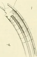 An illustration from Dictionnaire raisonné de l'architecture française du XIe au XVIe siècle (1858)