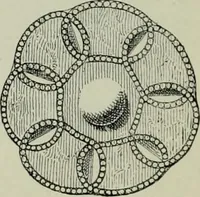 An illustration from Die altgermanische thierornamentik; typologische studie über germanische metallgegenstände aus dem IV. bis IX. jahrhundert, nebst einer studie über irische ornamentik (1904)