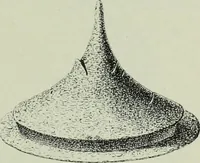 An illustration from Die altgermanische thierornamentik; typologische studie über germanische metallgegenstände aus dem IV. bis IX. jahrhundert, nebst einer studie über irische ornamentik (1904)