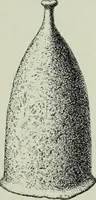 An illustration from Die altgermanische thierornamentik; typologische studie über germanische metallgegenstände aus dem IV. bis IX. jahrhundert, nebst einer studie über irische ornamentik (1904)