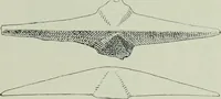 An illustration from Die altgermanische thierornamentik; typologische studie über germanische metallgegenstände aus dem IV. bis IX. jahrhundert, nebst einer studie über irische ornamentik (1904)