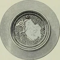 An illustration from Die altgermanische thierornamentik; typologische studie über germanische metallgegenstände aus dem IV. bis IX. jahrhundert, nebst einer studie über irische ornamentik (1904)