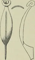 An illustration from Die altgermanische thierornamentik; typologische studie über germanische metallgegenstände aus dem IV. bis IX. jahrhundert, nebst einer studie über irische ornamentik (1904)