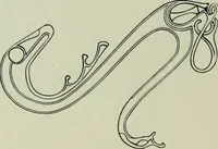 An illustration from Die altgermanische thierornamentik; typologische studie über germanische metallgegenstände aus dem IV. bis IX. jahrhundert, nebst einer studie über irische ornamentik (1904)