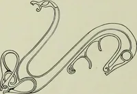 An illustration from Die altgermanische thierornamentik; typologische studie über germanische metallgegenstände aus dem IV. bis IX. jahrhundert, nebst einer studie über irische ornamentik (1904)