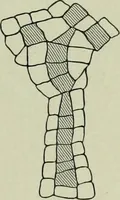 An illustration from Die altgermanische thierornamentik; typologische studie über germanische metallgegenstände aus dem IV. bis IX. jahrhundert, nebst einer studie über irische ornamentik (1904)