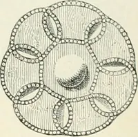 An illustration from Die altgermanische Thierornamentik : typologische Studie über germanische Metallgegenstände aus dem IV. bis IX. Jahrhundert, nebst einer Studie über irische Ornamentik (1904)