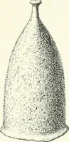 An illustration from Die altgermanische Thierornamentik : typologische Studie über germanische Metallgegenstände aus dem IV. bis IX. Jahrhundert, nebst einer Studie über irische Ornamentik (1904)