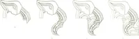 An illustration from Die altgermanische Thierornamentik : typologische Studie über germanische Metallgegenstände aus dem IV. bis IX. Jahrhundert, nebst einer Studie über irische Ornamentik (1904)