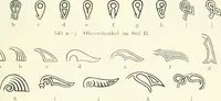 Picture 273 of 382 from Die altgermanische Thierornamentik : typologische Studie über germanische Metallgegenstände aus dem IV. bis IX. Jahrhundert, nebst einer Studie über irische Ornamentik (1904), leaf 268