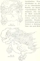 An illustration from Die Architektur der Kultbauten Japans (1907)
