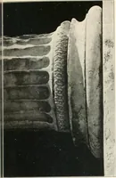 An illustration from Die Baukunst des Altertums (1910)