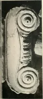 An illustration from Die Baukunst des Altertums (1910)