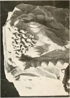 An illustration from Die Baukunst des Altertums (1910)