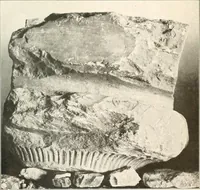 An illustration from Die Baukunst des Altertums (1910)