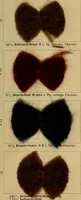 An illustration from Die Biezenfarbstoffe der Fabriken vorm. Friedr. Bayer & Co., Elberfeld, auf dem Gebiet der Fruckerei und Färberei (1901)