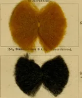 An illustration from Die Biezenfarbstoffe der Fabriken vorm. Friedr. Bayer & Co., Elberfeld, auf dem Gebiet der Fruckerei und Färberei (1901)