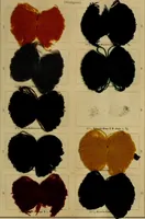 An illustration from Die Biezenfarbstoffe der Fabriken vorm. Friedr. Bayer & Co., Elberfeld, auf dem Gebiet der Fruckerei und Färberei (1901)