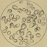 An illustration from Die Biezenfarbstoffe der Fabriken vorm. Friedr. Bayer & Co., Elberfeld, auf dem Gebiet der Fruckerei und Färberei (1901)