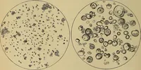 An illustration from Die Biezenfarbstoffe der Fabriken vorm. Friedr. Bayer & Co., Elberfeld, auf dem Gebiet der Fruckerei und Färberei (1901)