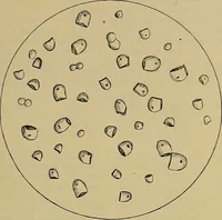An illustration from Die Biezenfarbstoffe der Fabriken vorm. Friedr. Bayer & Co., Elberfeld, auf dem Gebiet der Fruckerei und Färberei (1901)