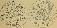 An illustration from Die Biezenfarbstoffe der Fabriken vorm. Friedr. Bayer & Co., Elberfeld, auf dem Gebiet der Fruckerei und Färberei (1901)