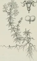 An illustration from Die Chemie des Steinkohlentheers mit besonderer Berücksichtigung der künstlichen organischen Farbstoffe (1900)