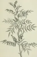 An illustration from Die Chemie des Steinkohlentheers mit besonderer Berücksichtigung der künstlichen organischen Farbstoffe (1900)