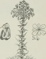 An illustration from Die Chemie des Steinkohlentheers mit besonderer Berücksichtigung der künstlichen organischen Farbstoffe (1900)