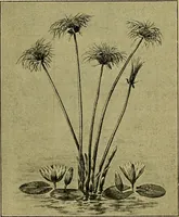 An illustration from Die dekorative kunst des altertums; eine populäre darstellung (1914)