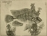 Picture 50 of 250 from Die exotischen zierfische in wort und bild (1914), leaf 100