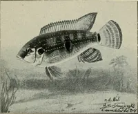 An illustration from Die exotischen zierfische in wort und bild (1914)