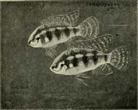 Picture 52 of 250 from Die exotischen zierfische in wort und bild (1914), leaf 103
