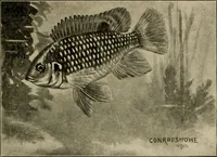 An illustration from Die exotischen zierfische in wort und bild (1914)